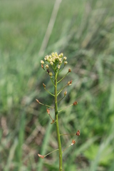 Capsella orientalis