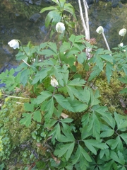 Anemonoides nemorosa