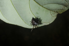 Gastroxya krausi