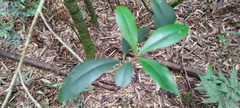 Ardisia cornudentata