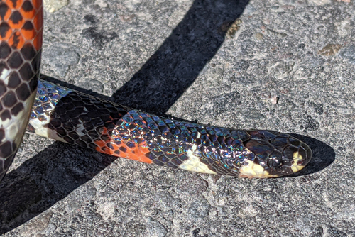 Black Ground Snake