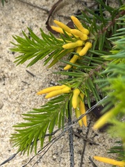 Persoonia chamaepitys