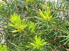 Persoonia chamaepitys