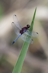 Erythrodiplax melanorubra