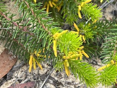 Persoonia chamaepitys