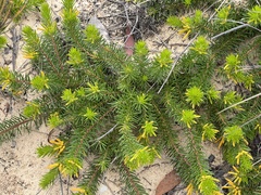 Persoonia chamaepitys