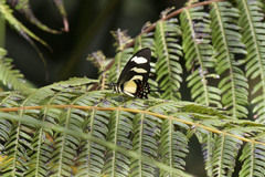 Heraclides torquatus