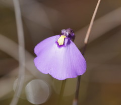 Utricularia grampiana