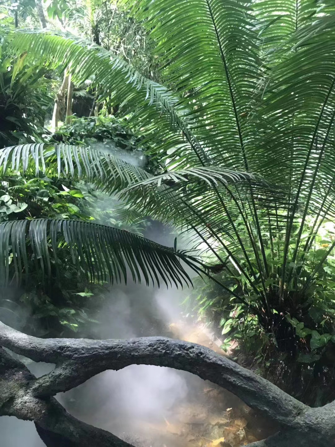Cycas balansae