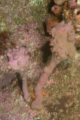 Halisarca australiensis