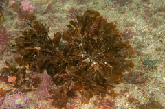 Zonaria aureomarginata