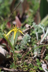 Gagea novoascanica