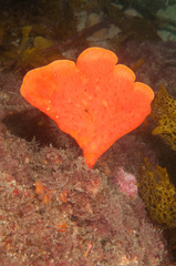 Echinoclathria leporina