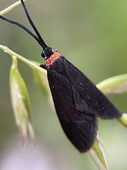 Pollanisus subdolosa