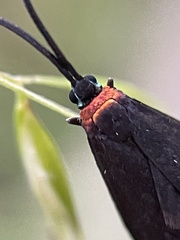 Pollanisus subdolosa