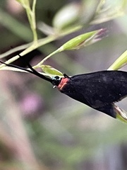 Pollanisus subdolosa