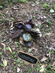 Goeppertia roseopicta