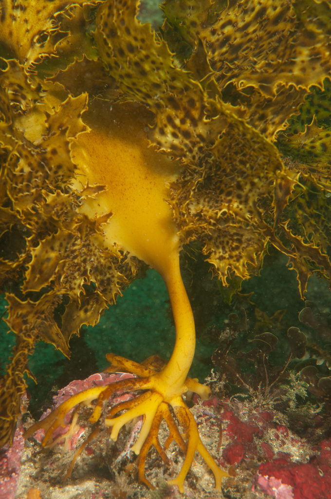 Ecklonia