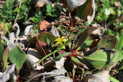 Gagea novoascanica