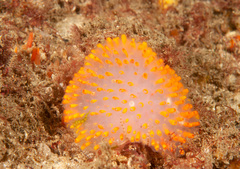 Polycitor giganteus