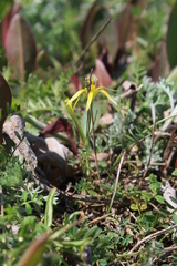 Gagea novoascanica