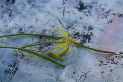 Gagea novoascanica