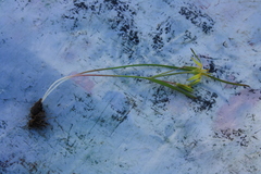 Gagea novoascanica