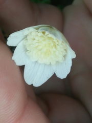 Anemonoides nemorosa