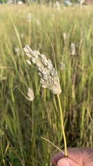 Allium podolicum