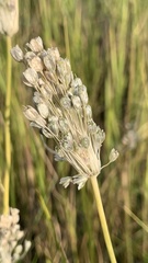 Allium podolicum