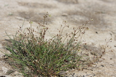 Hornungia procumbens