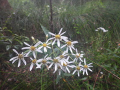 Olearia elliptica
