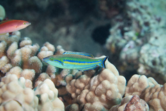 Pseudojuloides cerasinus