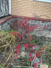 Cotoneaster integerrimus