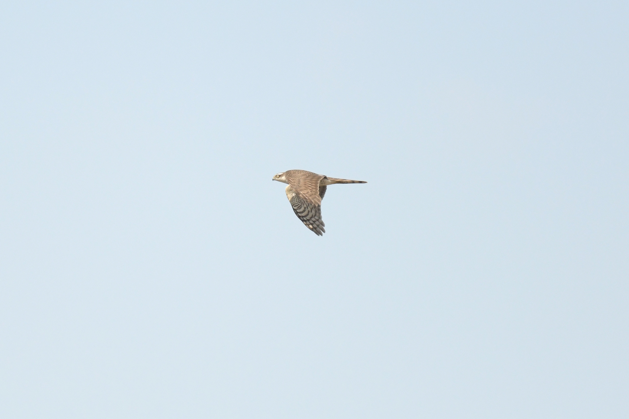 Eurasian Sparrowhawk