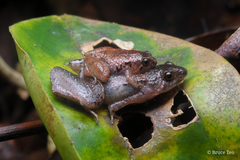 Microhyla nepenthicola