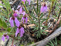 Tetratheca rubioides