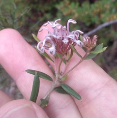 Grevillea sphacelata