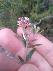 Grevillea sphacelata