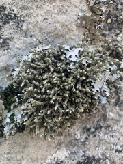 Hedwigia stellata
