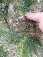 Acacia decurrens