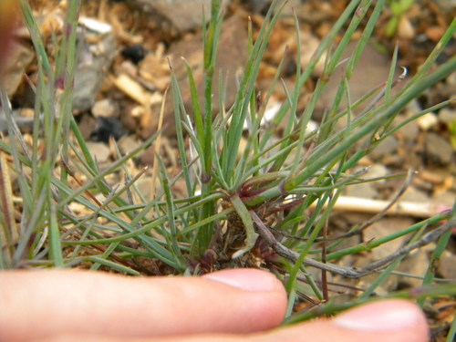 Image of Dianthus caespitosus by no rights reserved