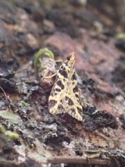 Scoparia melanoxantha