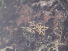 Scoparia melanoxantha