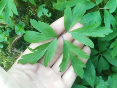 Anemonoides nemorosa