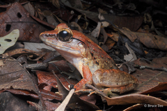 Limnonectes leporinus