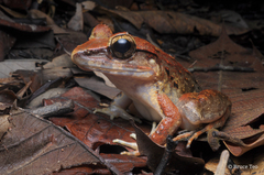 Limnonectes leporinus