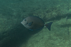Prionurus maculatus
