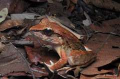 Limnonectes leporinus