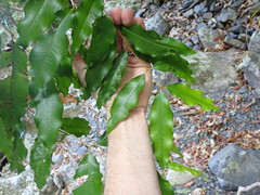Syzygium anisatum